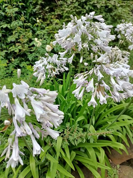 IMG20240804120054 - 10 Londra