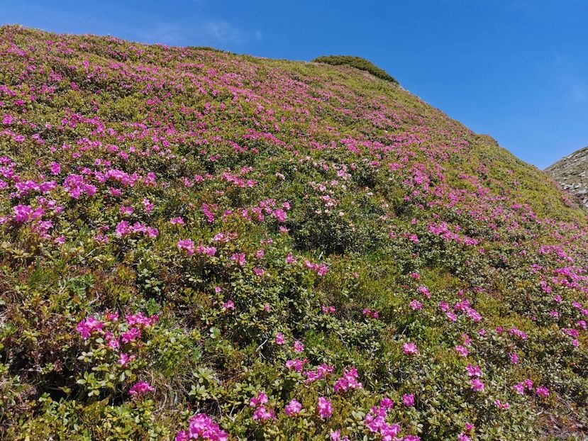  - Vf Gărgălău-Munții Rodnei iunie 2024