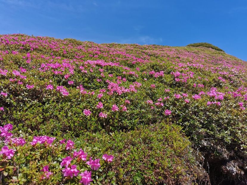  - Vf Gărgălău-Munții Rodnei iunie 2024