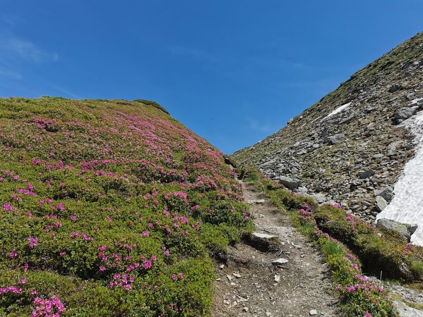  - Vf Gărgălău-Munții Rodnei iunie 2024