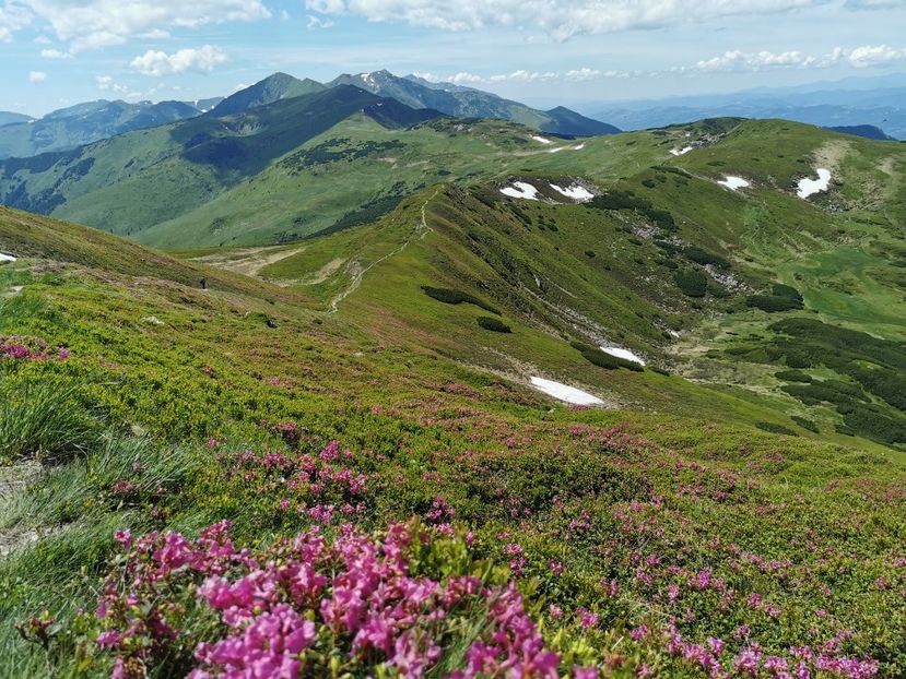  - Vf Gărgălău-Munții Rodnei iunie 2024