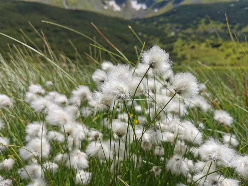  - Vf Gărgălău-Munții Rodnei iunie 2024