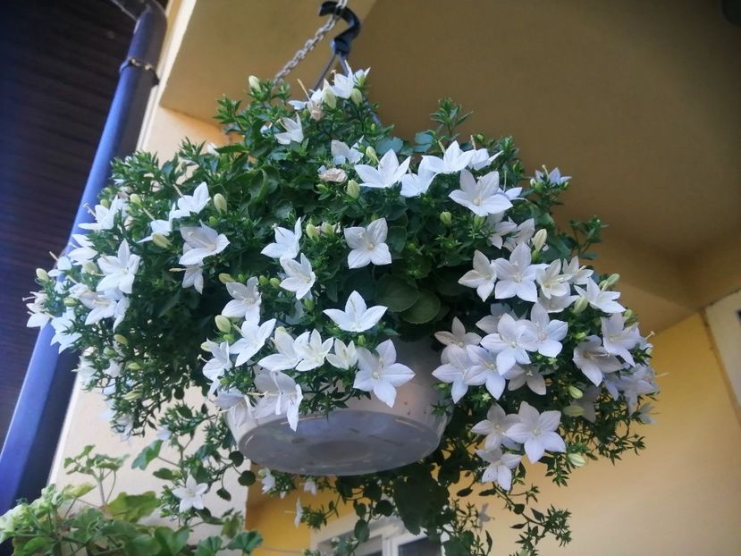  - Campanula