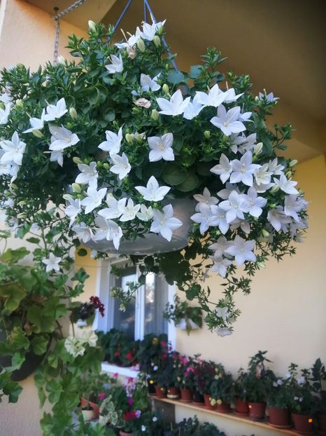  - Campanula