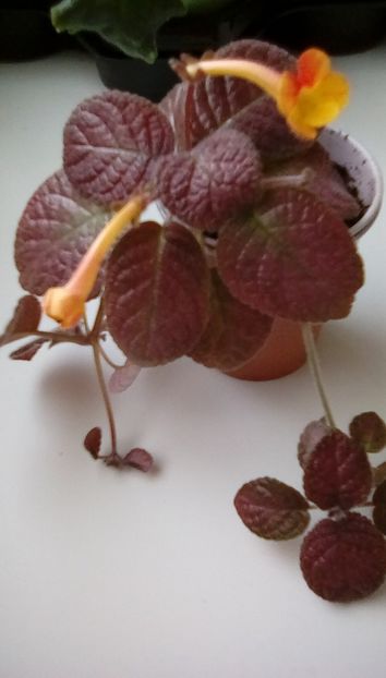 August 2024 - STRAWBERRY MIST