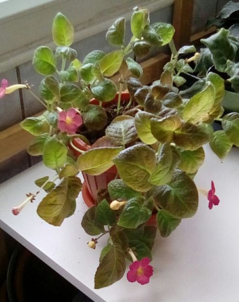 August 2024 - GOLDEN EMBERS