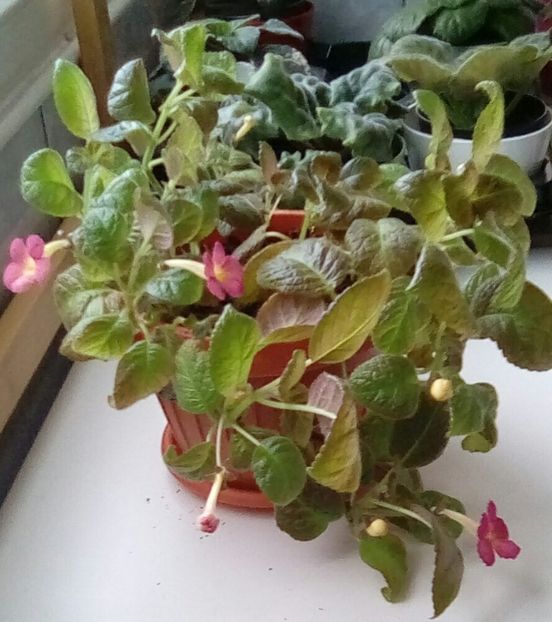 August 2024 - GOLDEN EMBERS