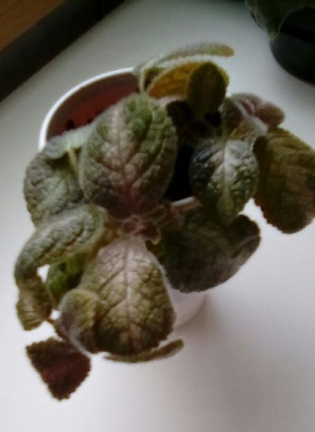 August 2024 - GRAY LADY