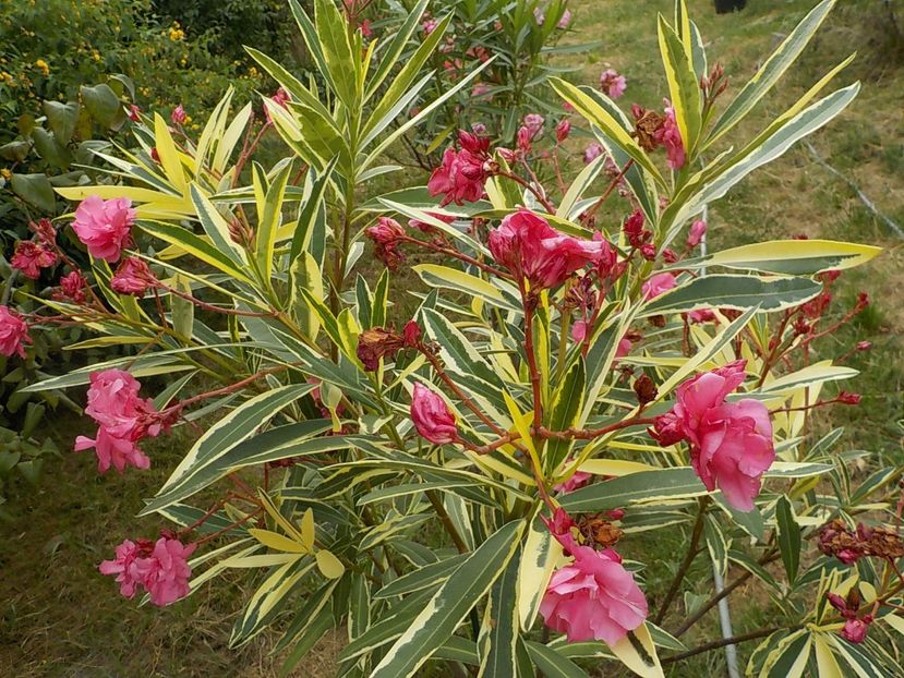  - variegat nr 24