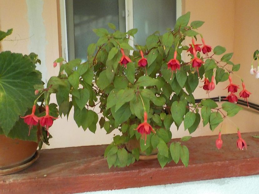  - fuchsii