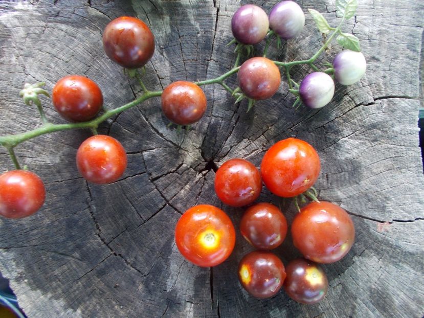  - SEMINTE ROSII - T 1055 CHERRY BING TOMATO