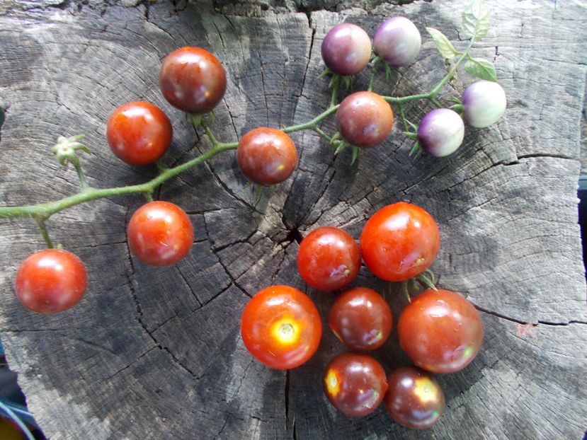  - SEMINTE ROSII - T 1055 CHERRY BING TOMATO