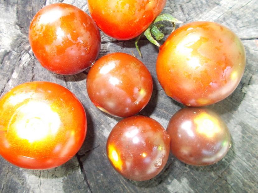  - SEMINTE ROSII - T 1055 CHERRY BING TOMATO