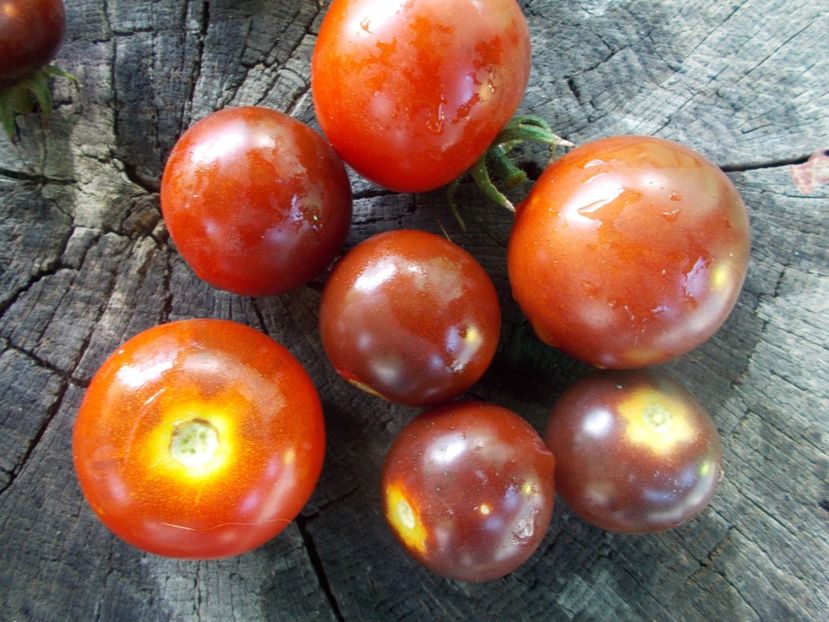  - SEMINTE ROSII - T 1055 CHERRY BING TOMATO