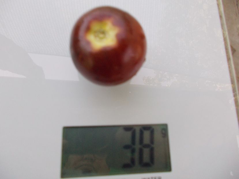  - SEMINTE ROSII - T 1055 CHERRY BING TOMATO