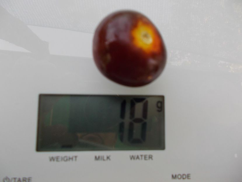  - SEMINTE ROSII - T 1055 CHERRY BING TOMATO