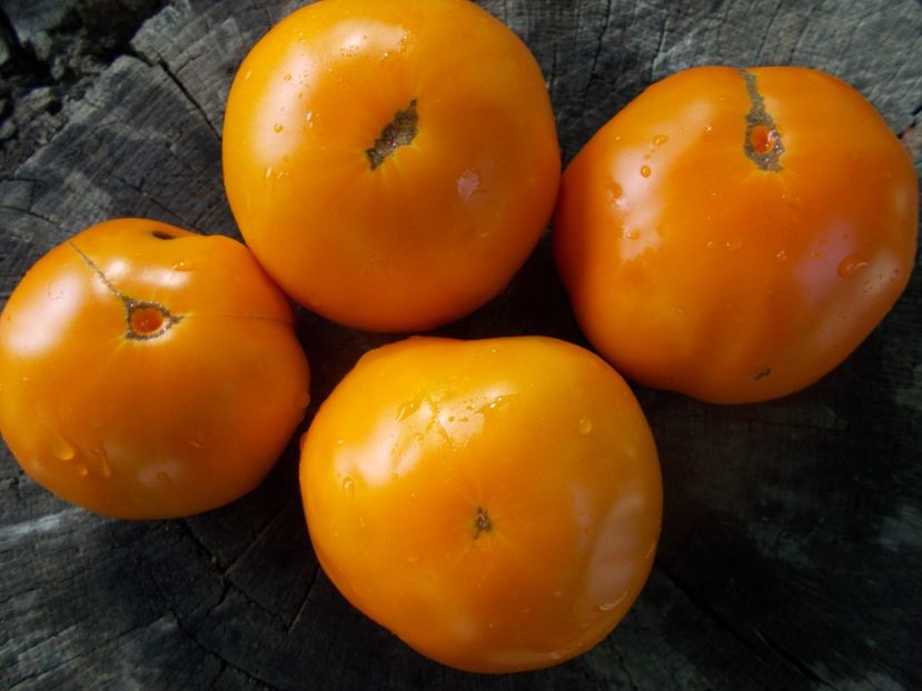  - SEMINTE ROSII - T 1083 ALTAI ORANGE