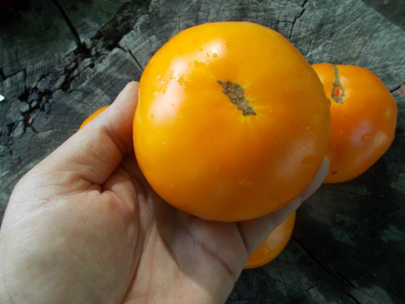  - SEMINTE ROSII - T 1083 ALTAI ORANGE