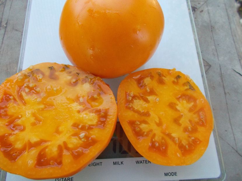  - SEMINTE ROSII - T 1083 ALTAI ORANGE