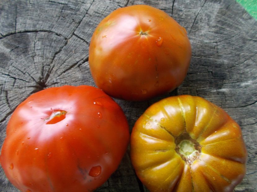  - SEMINTE ROSII - T 1057 SWEET MARMANDE