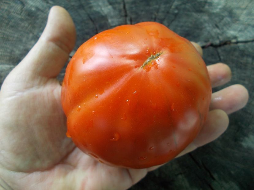  - SEMINTE ROSII - T 1057 SWEET MARMANDE