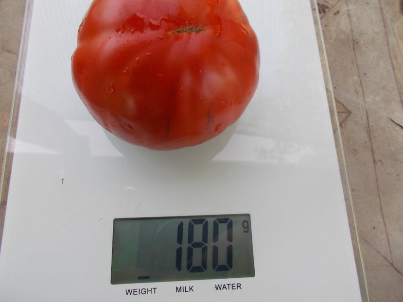  - SEMINTE ROSII - T 1057 SWEET MARMANDE