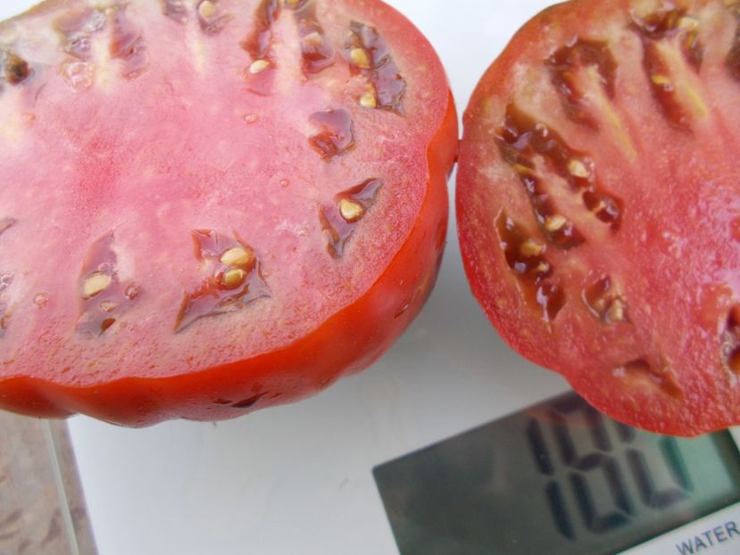  - SEMINTE ROSII - T 1057 SWEET MARMANDE