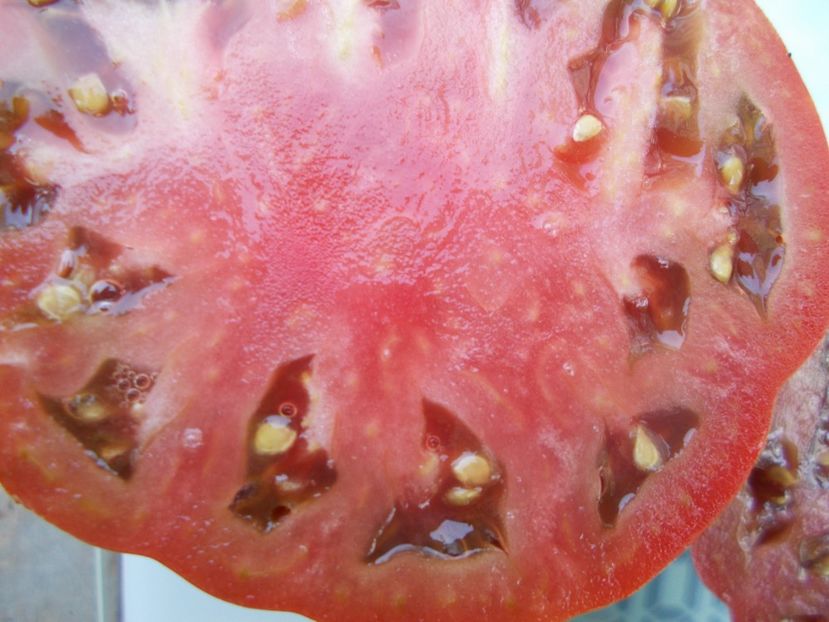  - SEMINTE ROSII - T 1057 SWEET MARMANDE