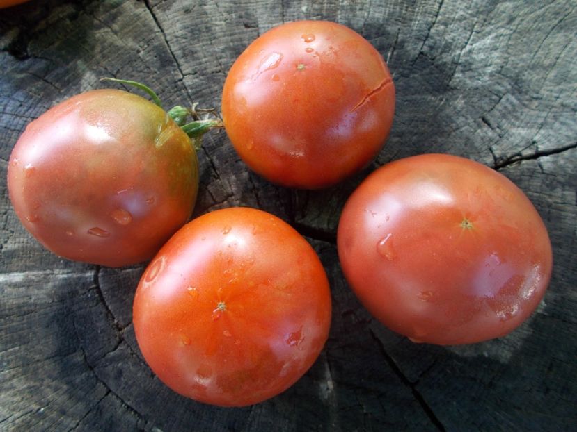  - SEMINTE ROSII - T 1063 BURGUNDY