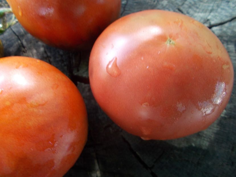  - SEMINTE ROSII - T 1063 BURGUNDY