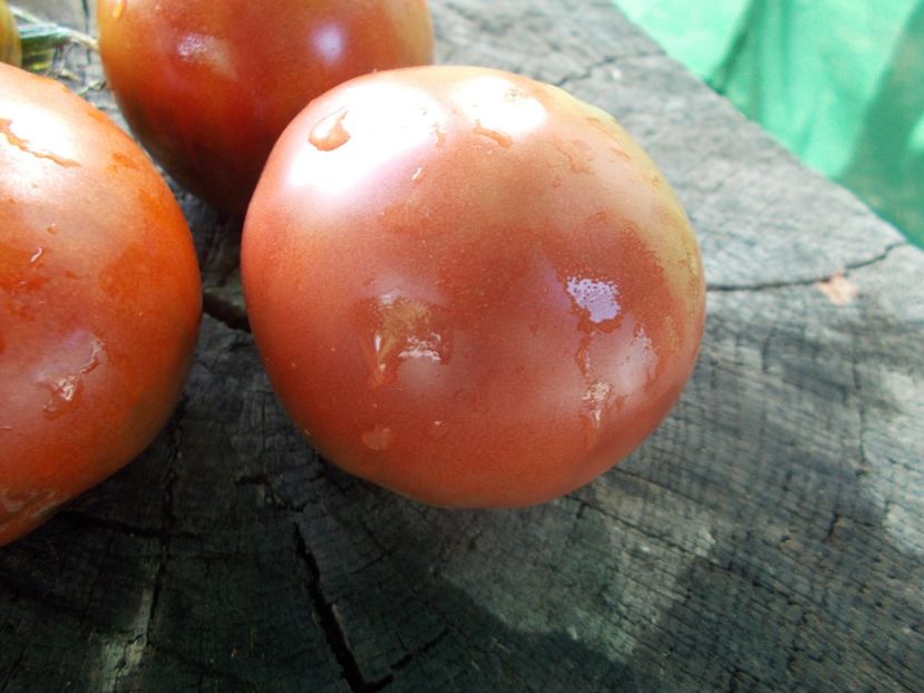  - SEMINTE ROSII - T 1063 BURGUNDY