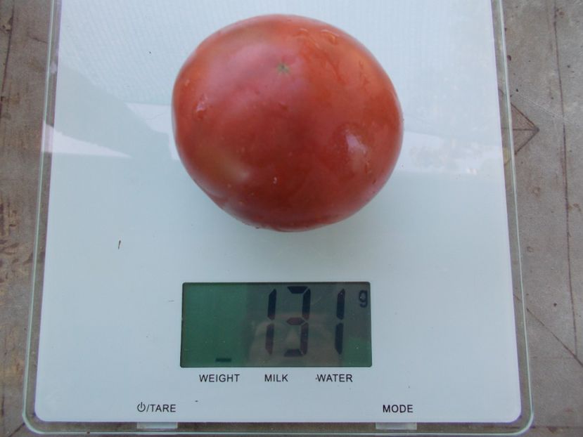  - SEMINTE ROSII - T 1063 BURGUNDY