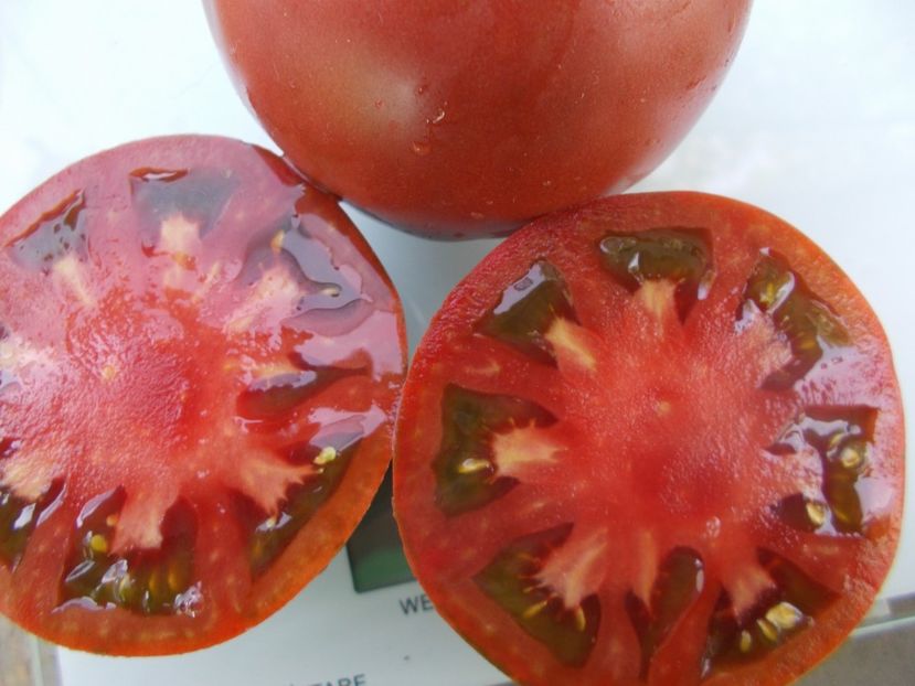  - SEMINTE ROSII - T 1063 BURGUNDY