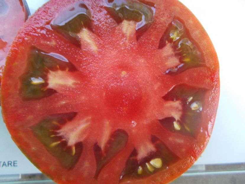  - SEMINTE ROSII - T 1063 BURGUNDY