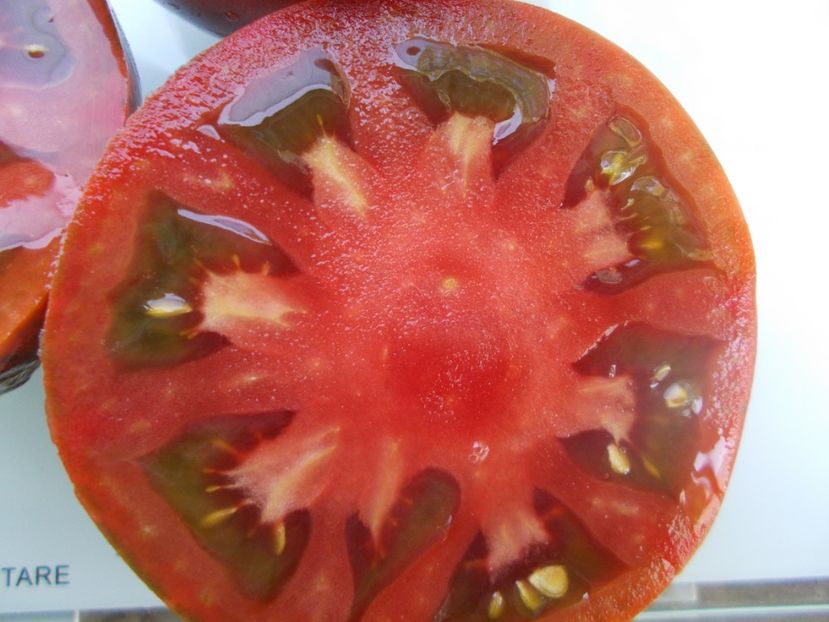  - SEMINTE ROSII - T 1063 BURGUNDY