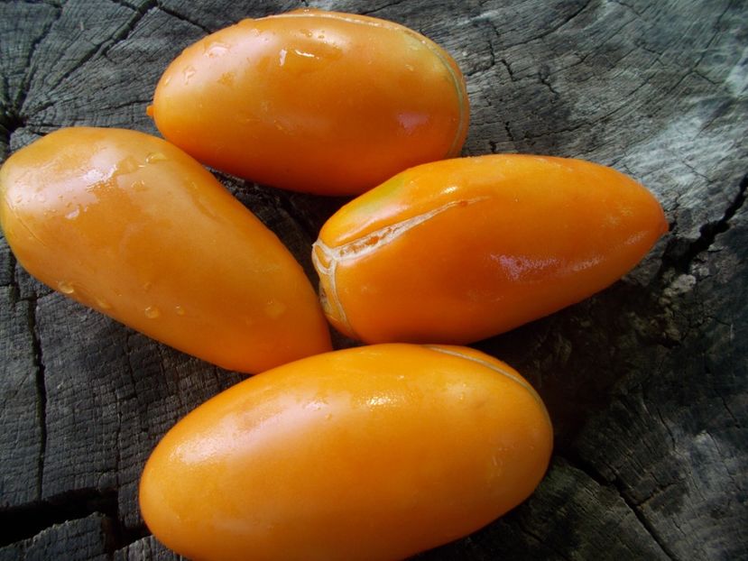  - SEMINTE ROSII - T 1116 GOLDEN BANANA