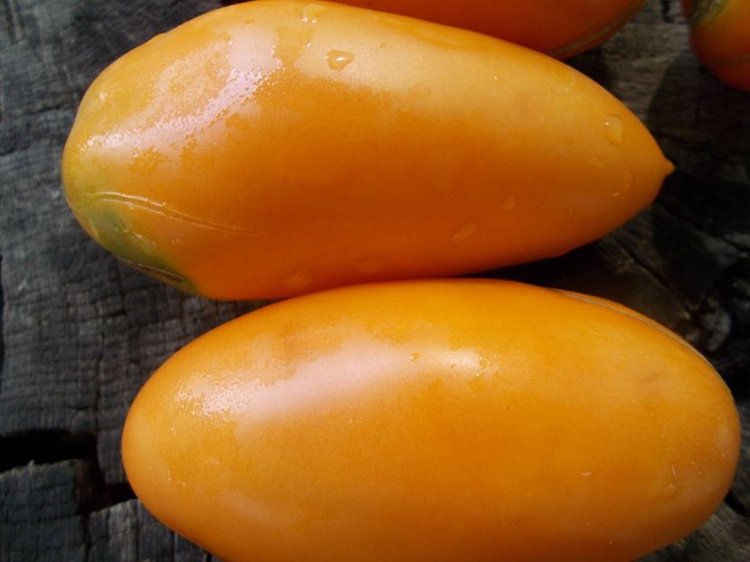  - SEMINTE ROSII - T 1116 GOLDEN BANANA