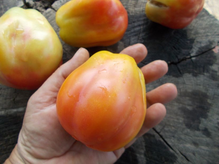  - SEMINTE ROSII - T 578 POLISH PASTEL