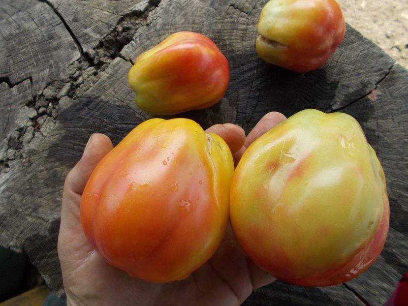  - SEMINTE ROSII - T 578 POLISH PASTEL