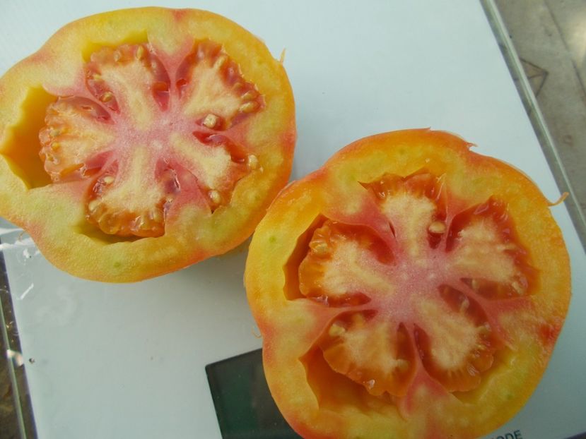  - SEMINTE ROSII - T 578 POLISH PASTEL