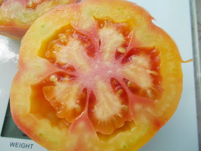  - SEMINTE ROSII - T 578 POLISH PASTEL