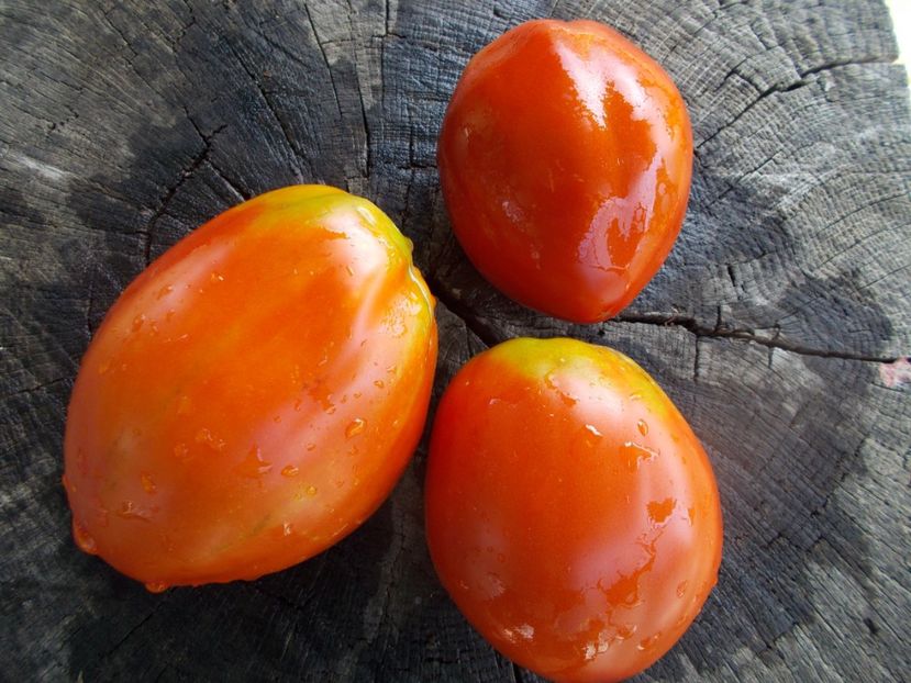  - SEMINTE ROSII - T 838 ITALIAN STALLION