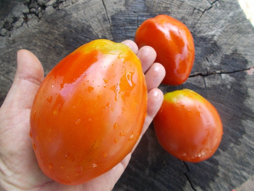  - SEMINTE ROSII - T 838 ITALIAN STALLION