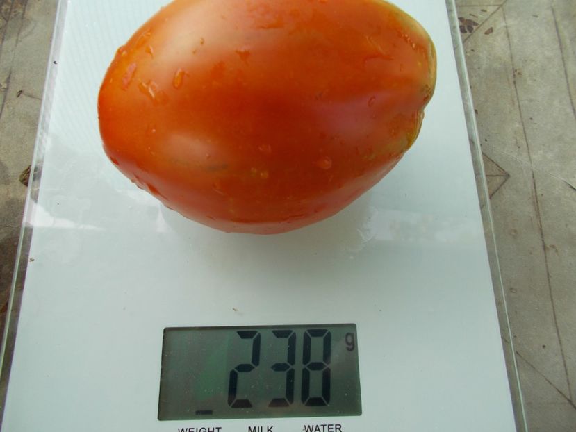  - SEMINTE ROSII - T 838 ITALIAN STALLION