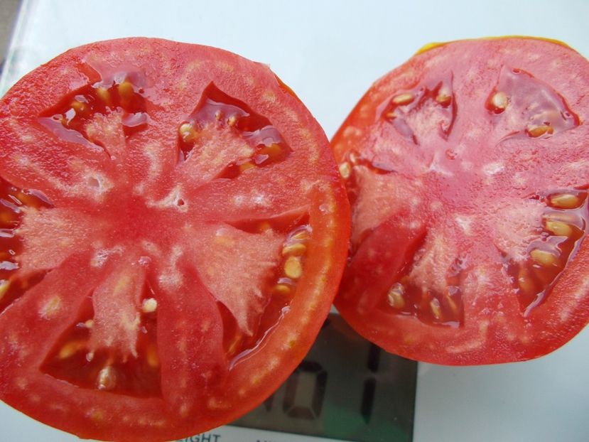  - SEMINTE ROSII - T 838 ITALIAN STALLION