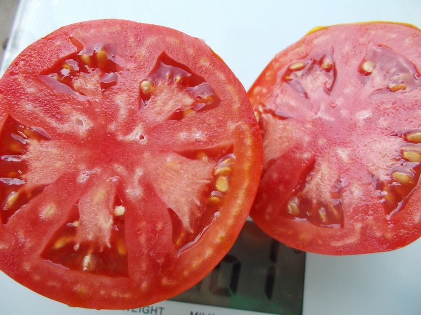  - SEMINTE ROSII - T 838 ITALIAN STALLION