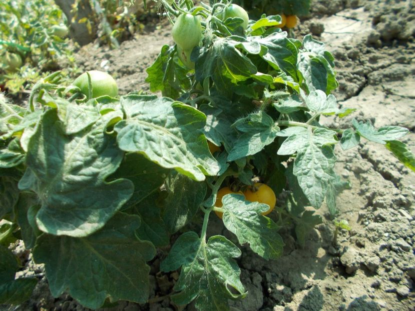  - SEMINTE ROSII - DE GHIVECI GALBENE - GELBE TOPFTOMATE