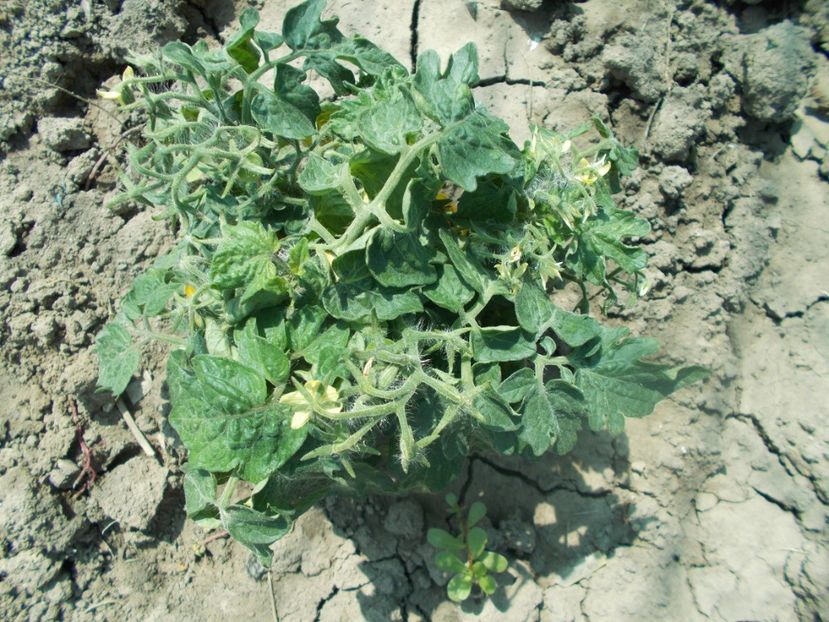  - SEMINTE ROSII - DE GHIVECI GALBENE - GELBE TOPFTOMATE