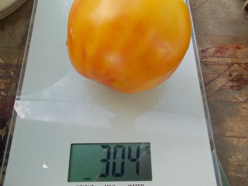  - SEMINTE ROSII - T 1110 ANANAS MALIBU