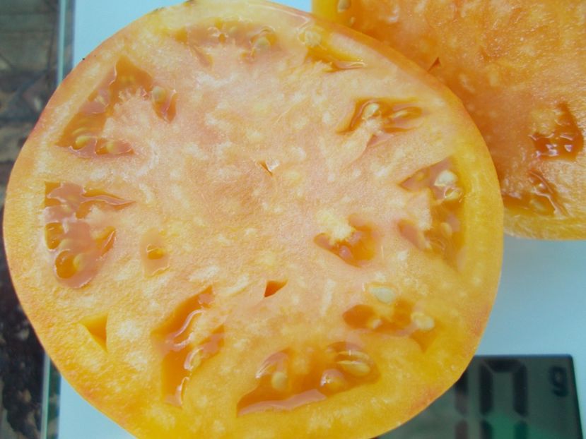  - SEMINTE ROSII - T 1110 ANANAS MALIBU